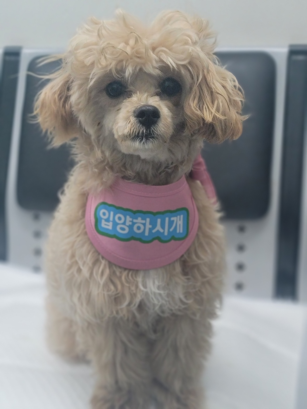 푸들 이미지 파일 입니다.