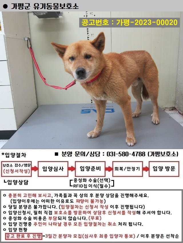 믹스견 이미지 파일 입니다.