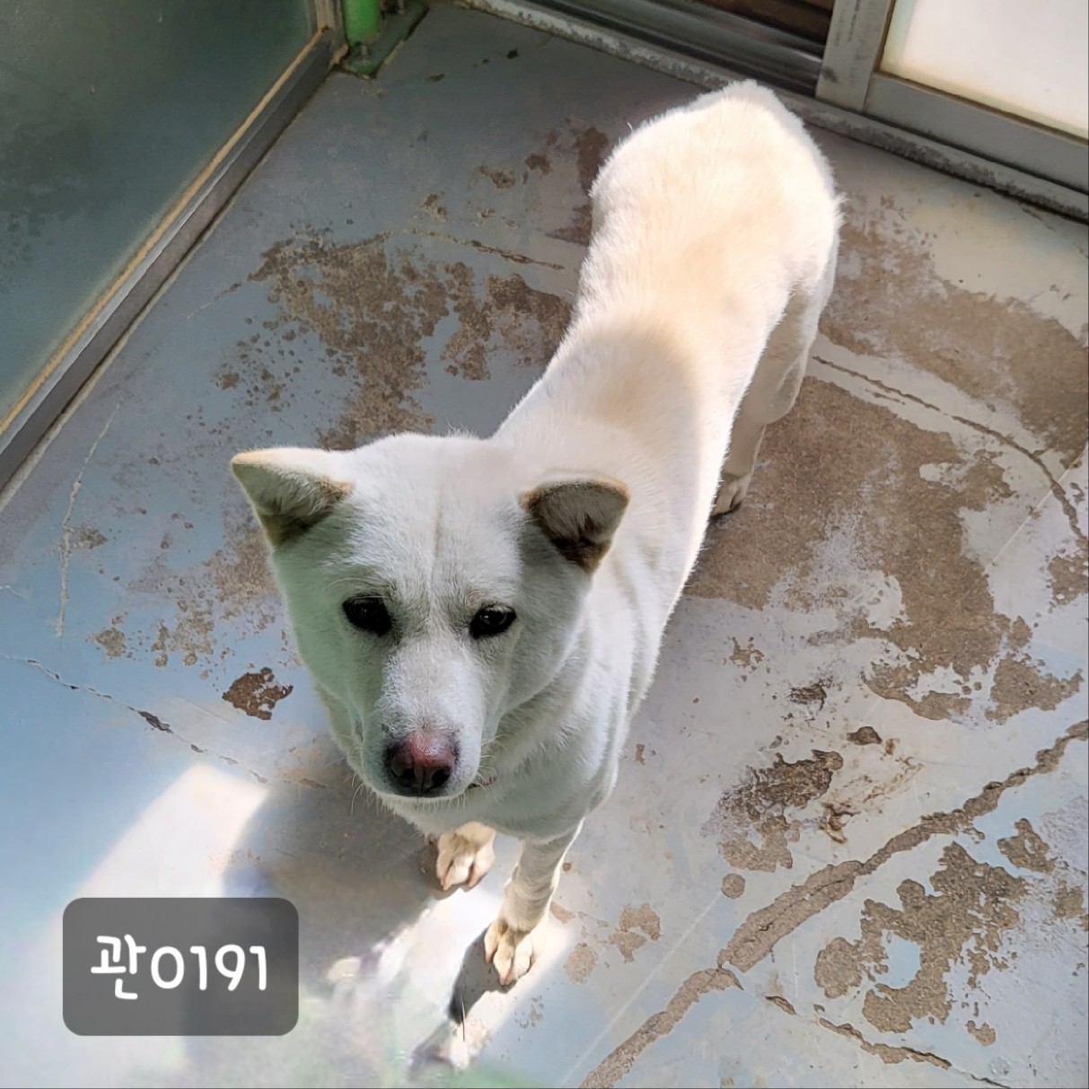 종료(반환) 믹스견…