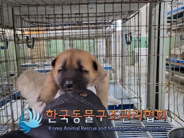 종료(안락사) 믹스…