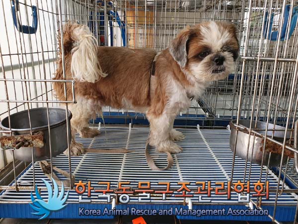 종료(입양) 시츄의…
