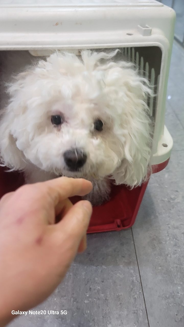 비숑 프리제 이미지 파일 입니다.
