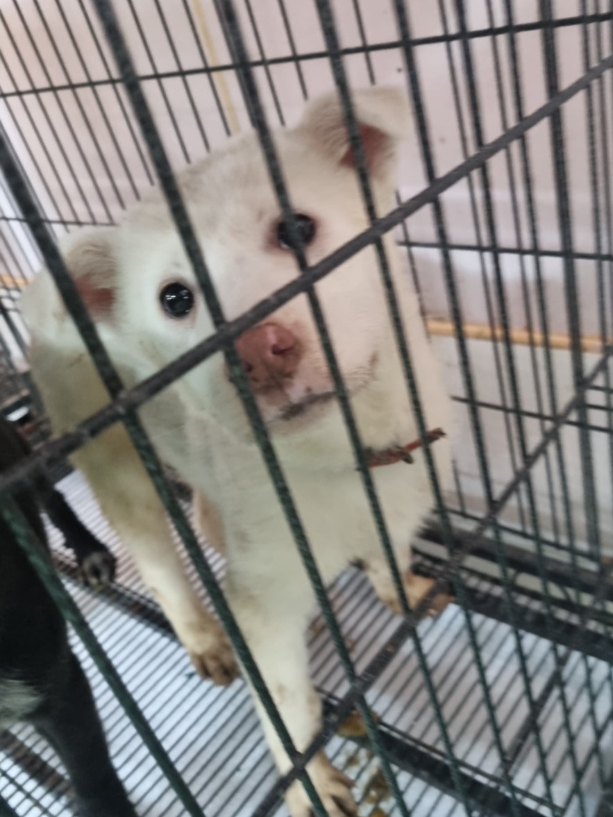 믹스견 이미지 파일 입니다.