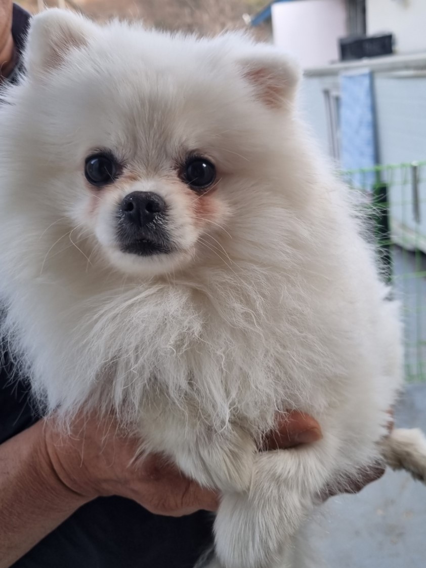 포메라니안 이미지 파일 입니다.