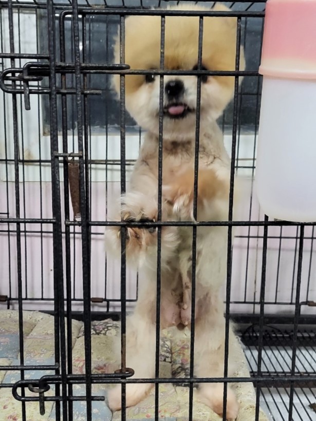 포메라니안 이미지 파일 입니다.