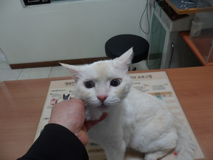 터키시 앙고라 이미지 파일 입니다.