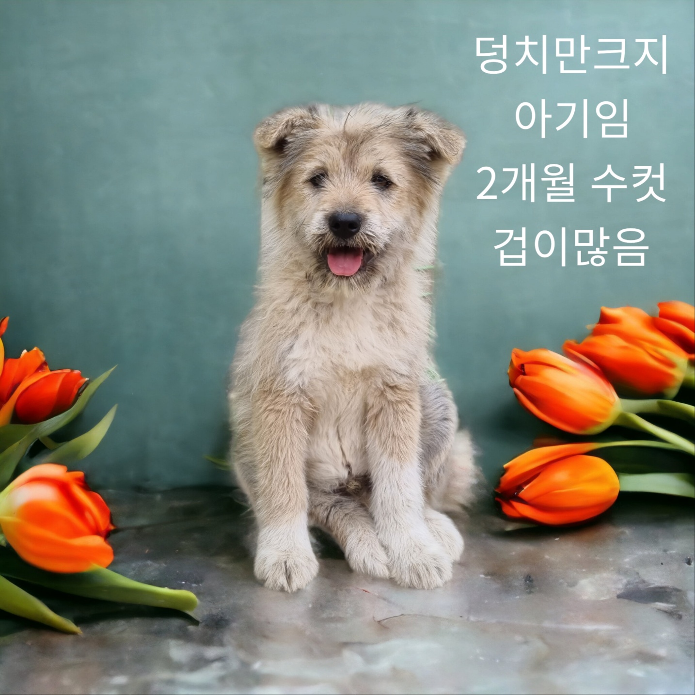 소프트코티드휘튼테리어 이미지 파일 입니다.