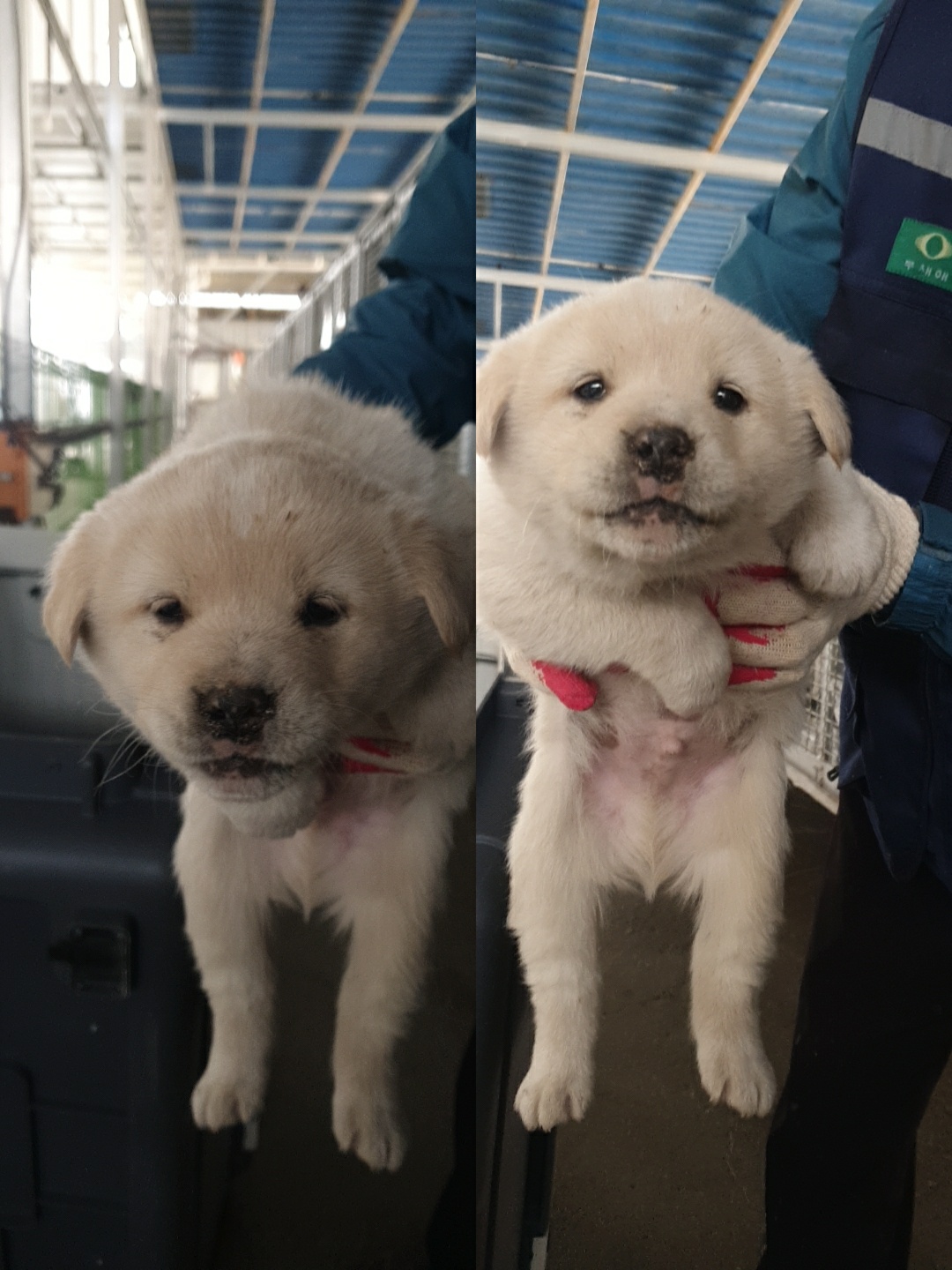 믹스견 이미지 파일 입니다.