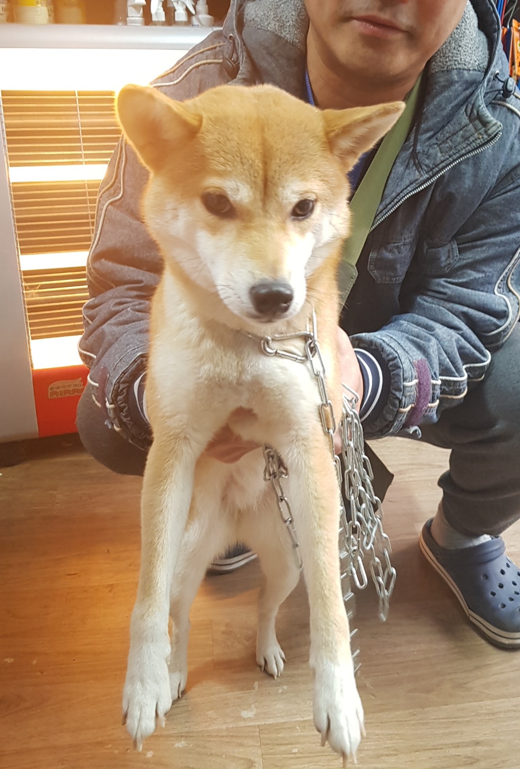 시바 이미지 파일 입니다.