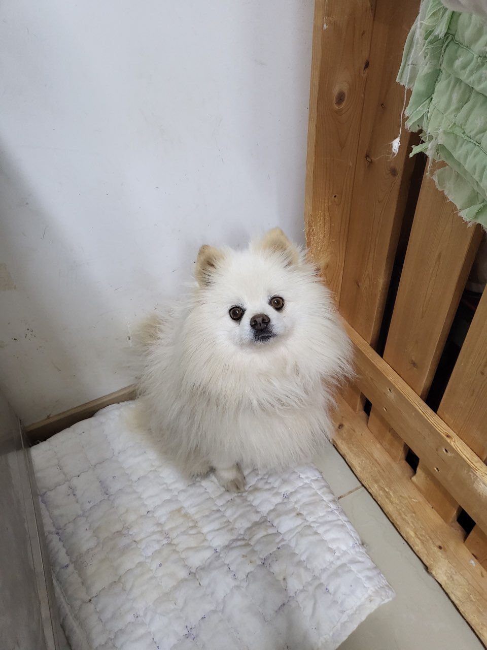 폼피츠 이미지 파일 입니다.
