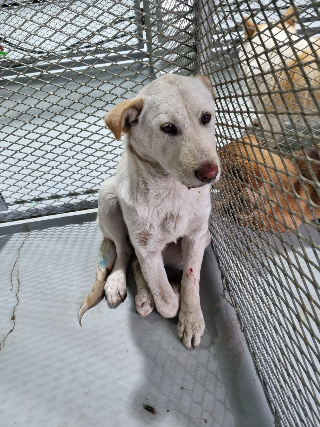 보호중 믹스견의 가…