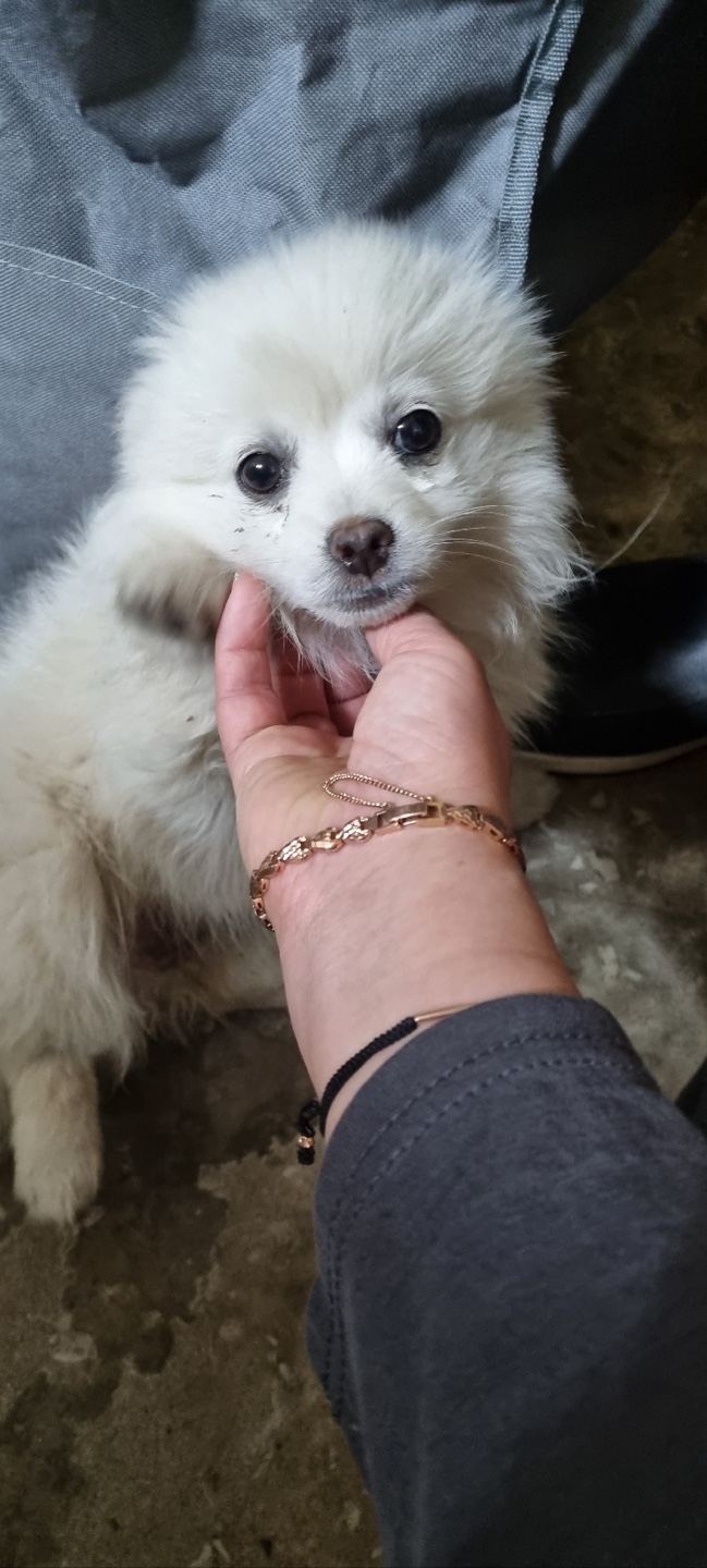 포메라니안 이미지 파일 입니다.