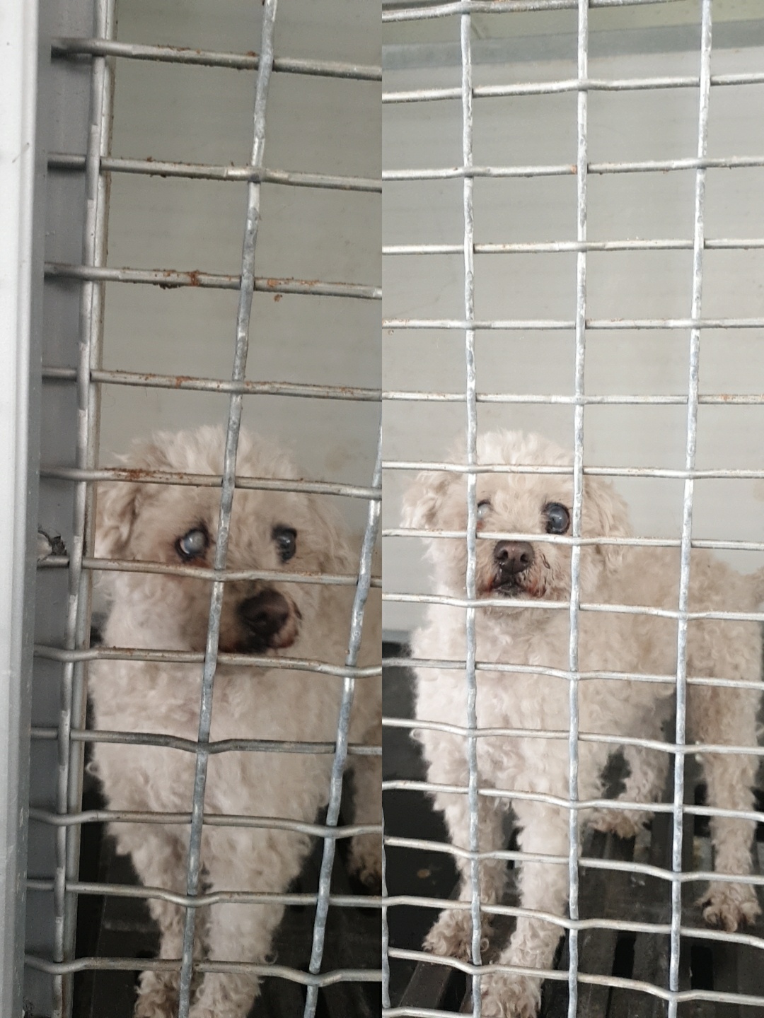 푸들 이미지 파일 입니다.