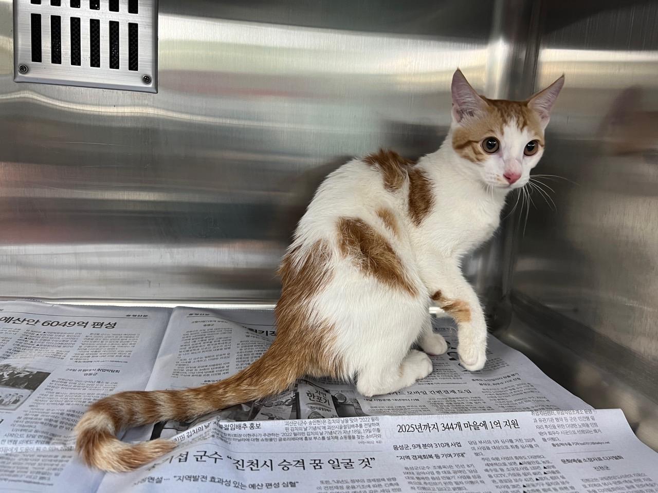 한국 고양이 이미지 파일 입니다.