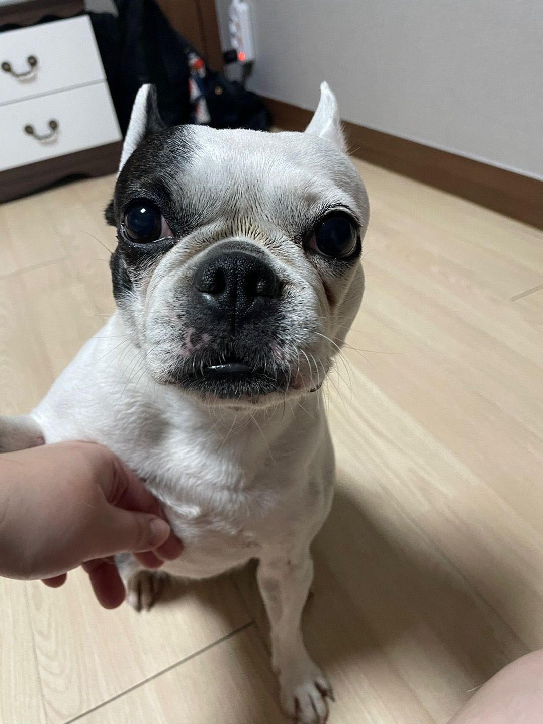 믹스견 이미지 파일 입니다.