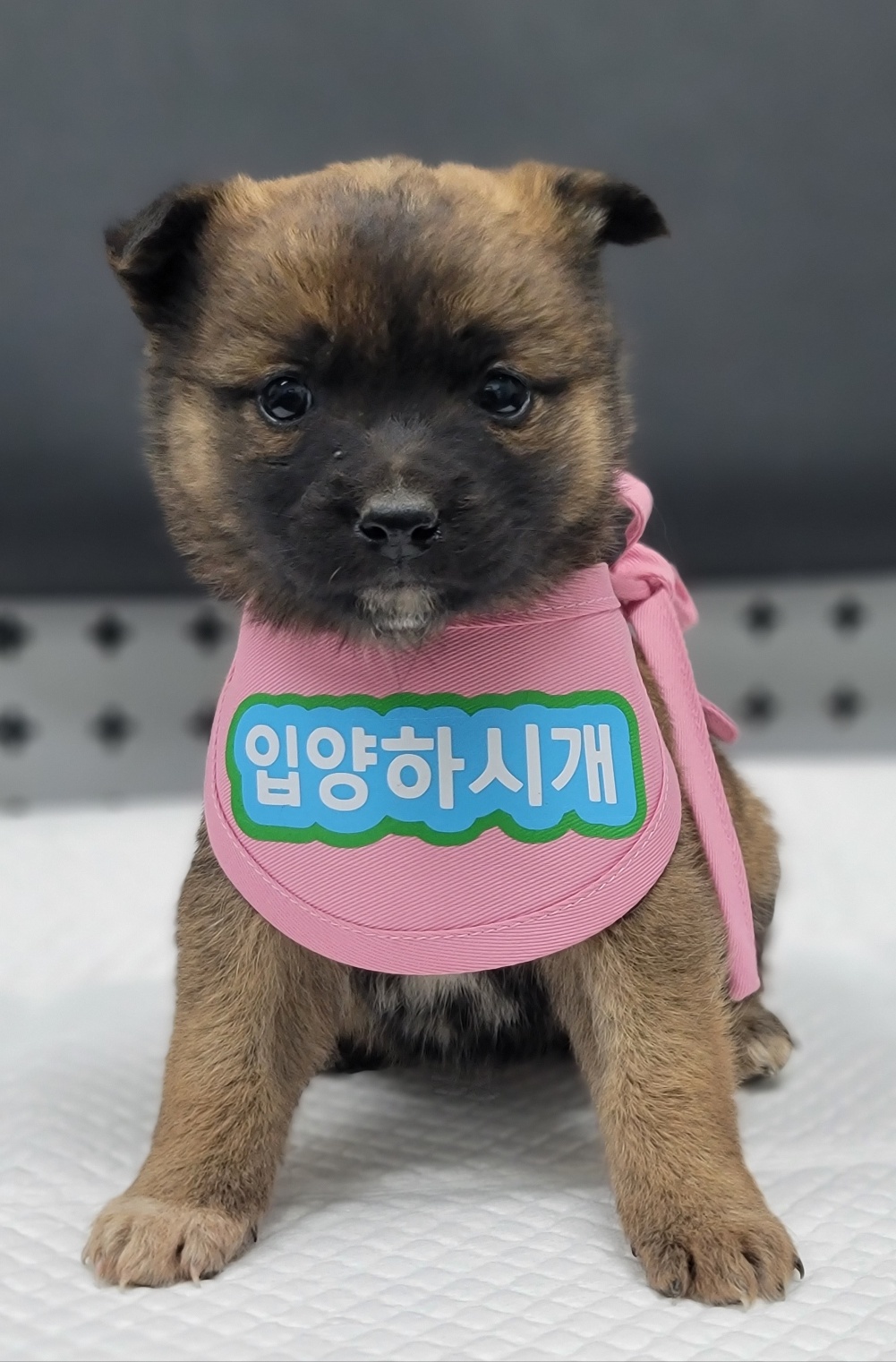 믹스견 이미지 파일 입니다.
