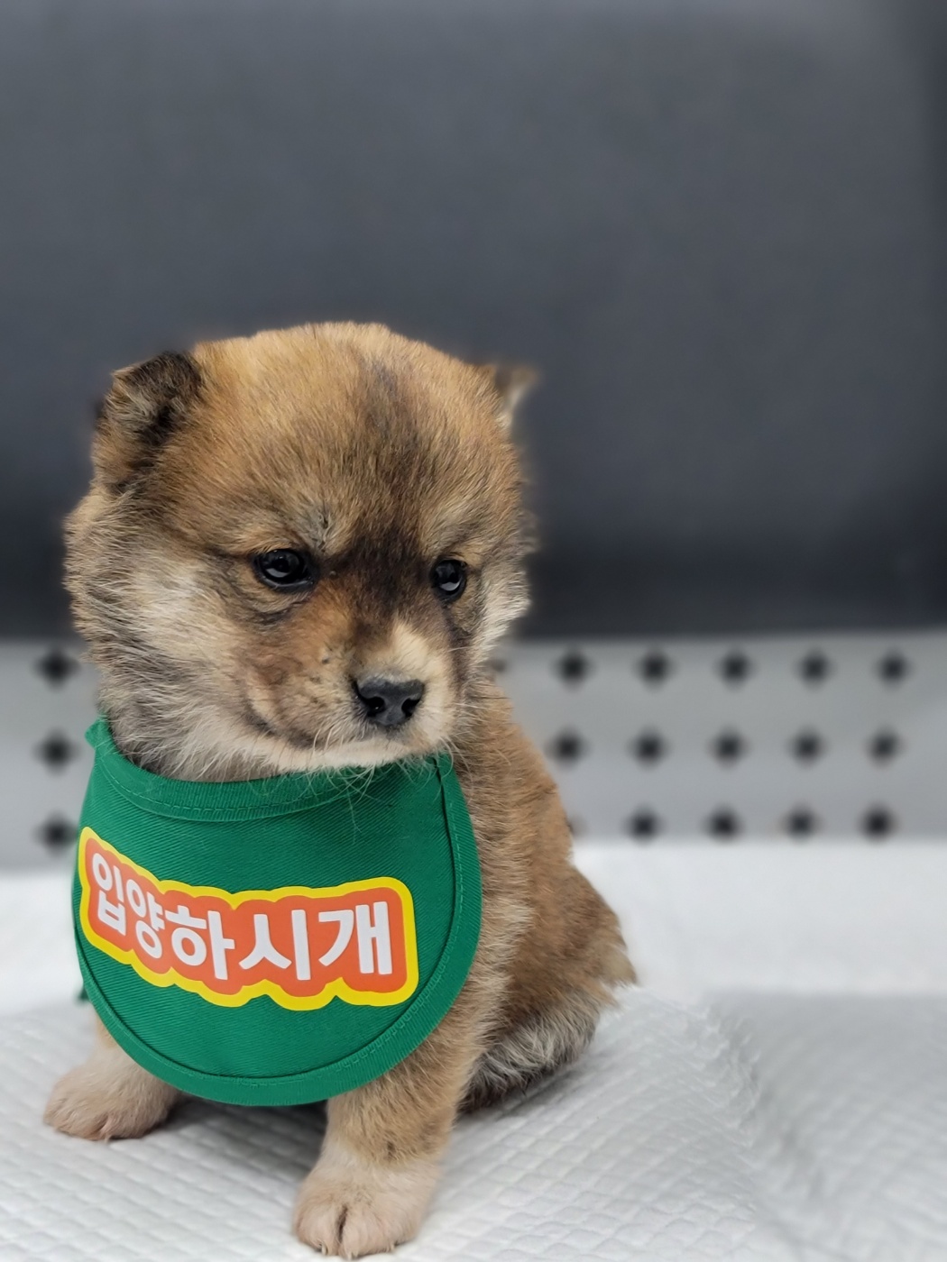 믹스견 이미지 파일 입니다.