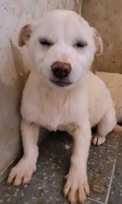 믹스견 이미지 파일 입니다.
