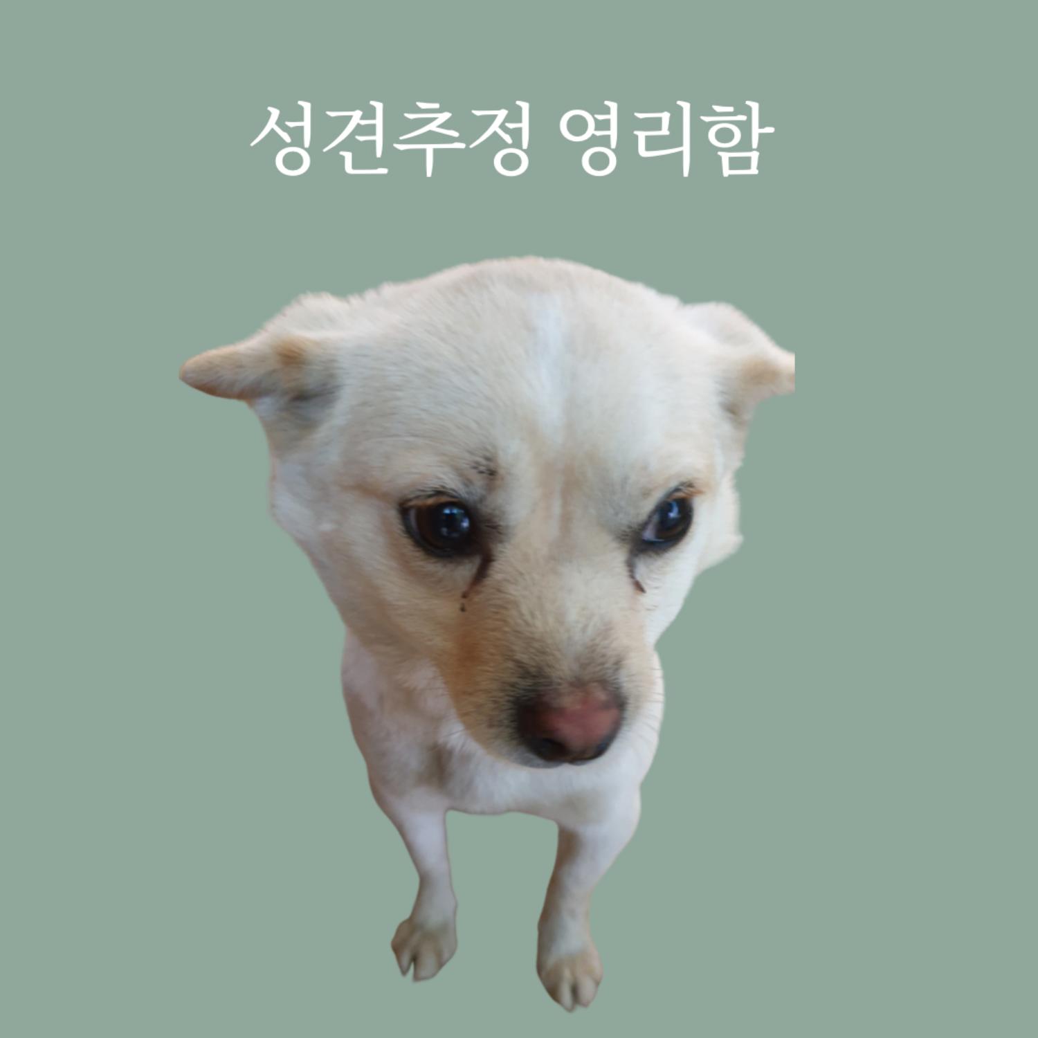 믹스견 이미지 파일 입니다.