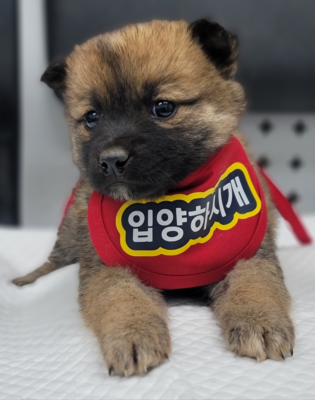 믹스견 이미지 파일 입니다.