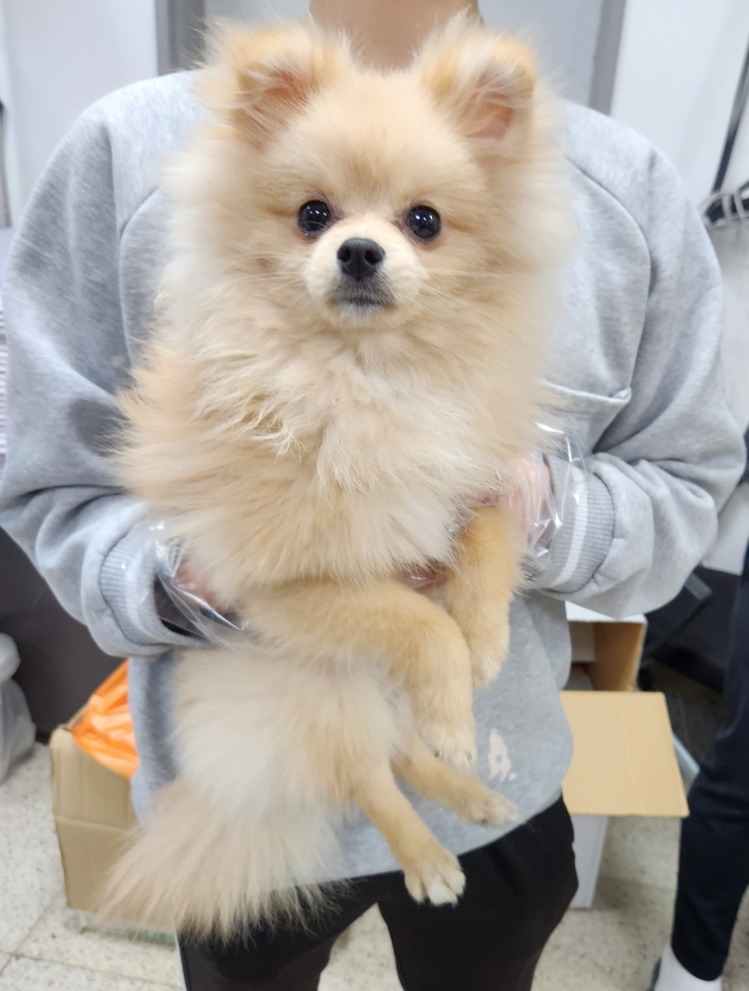 포메라니안 이미지 파일 입니다.