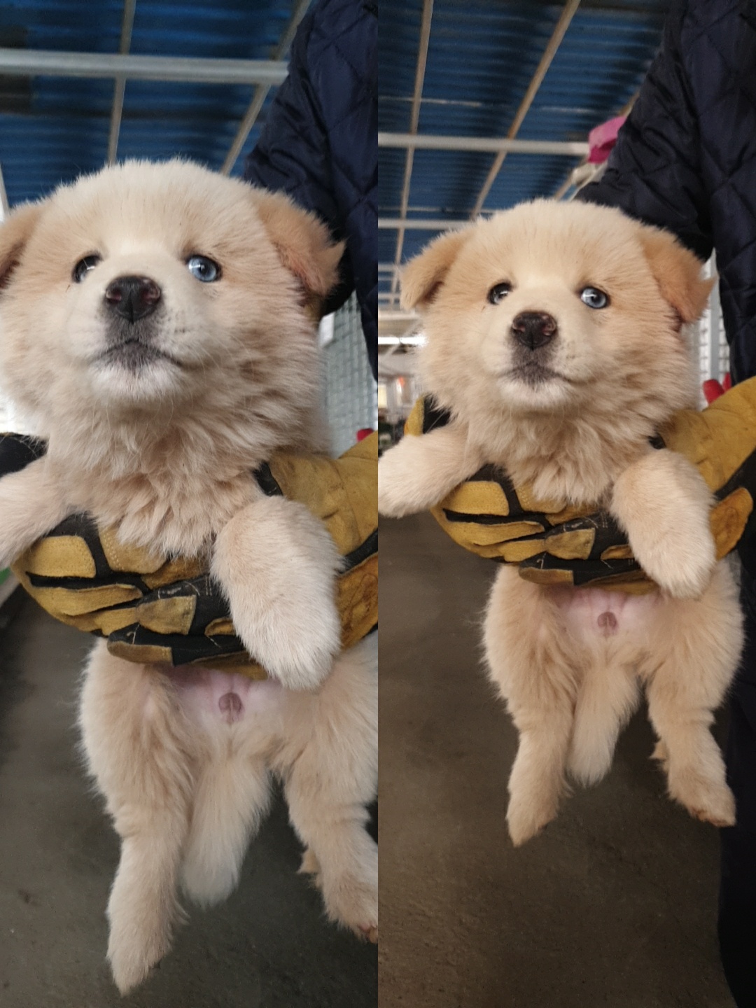 믹스견 이미지 파일 입니다.