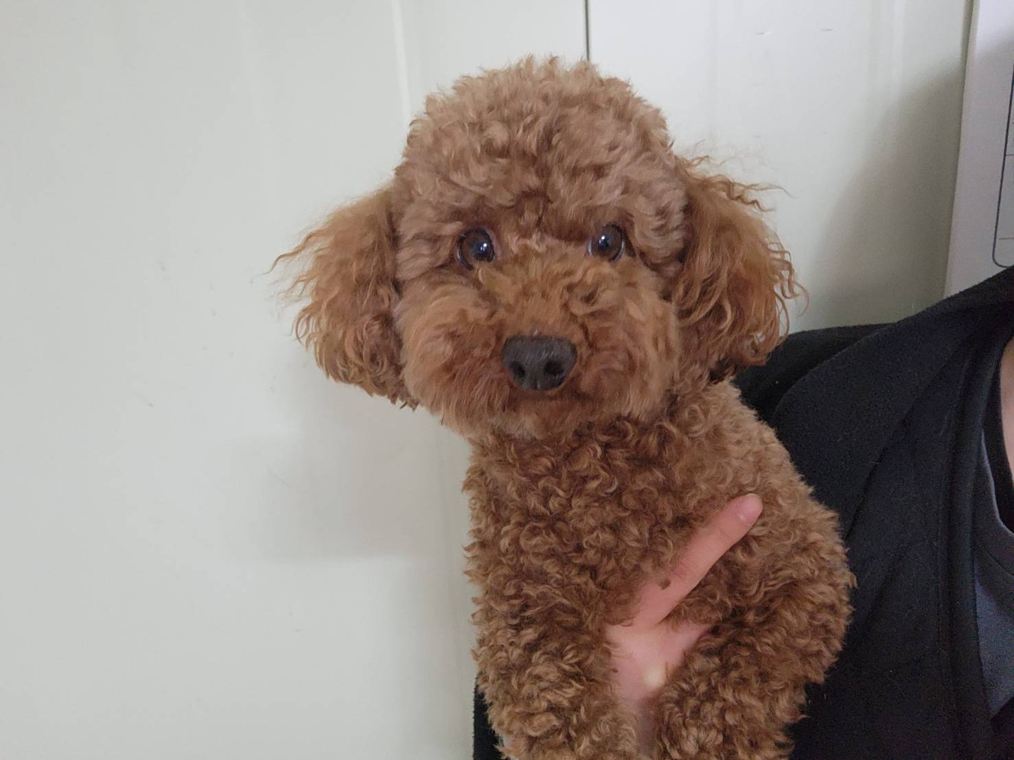 푸들 이미지 파일 입니다.