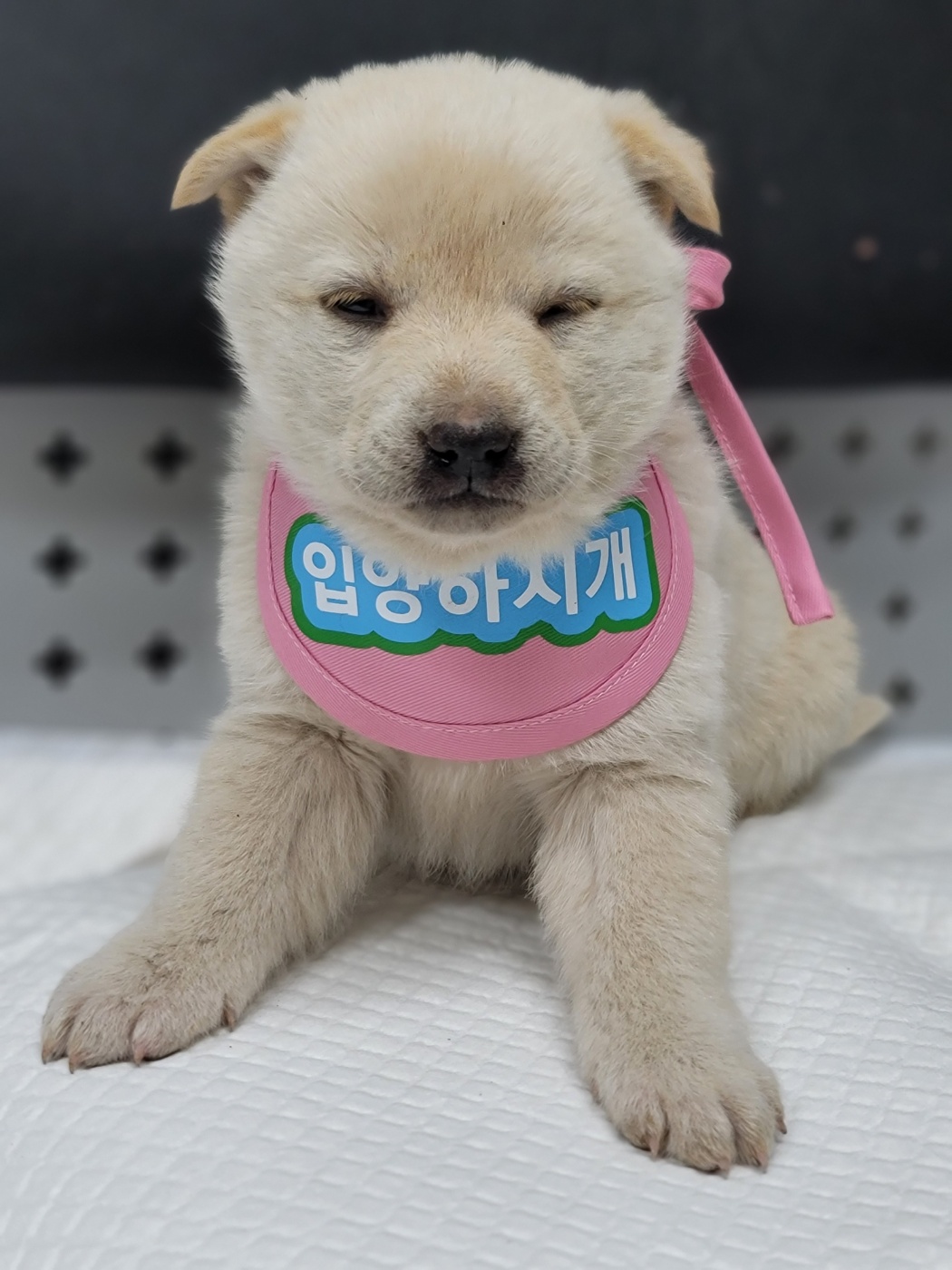 믹스견 이미지 파일 입니다.