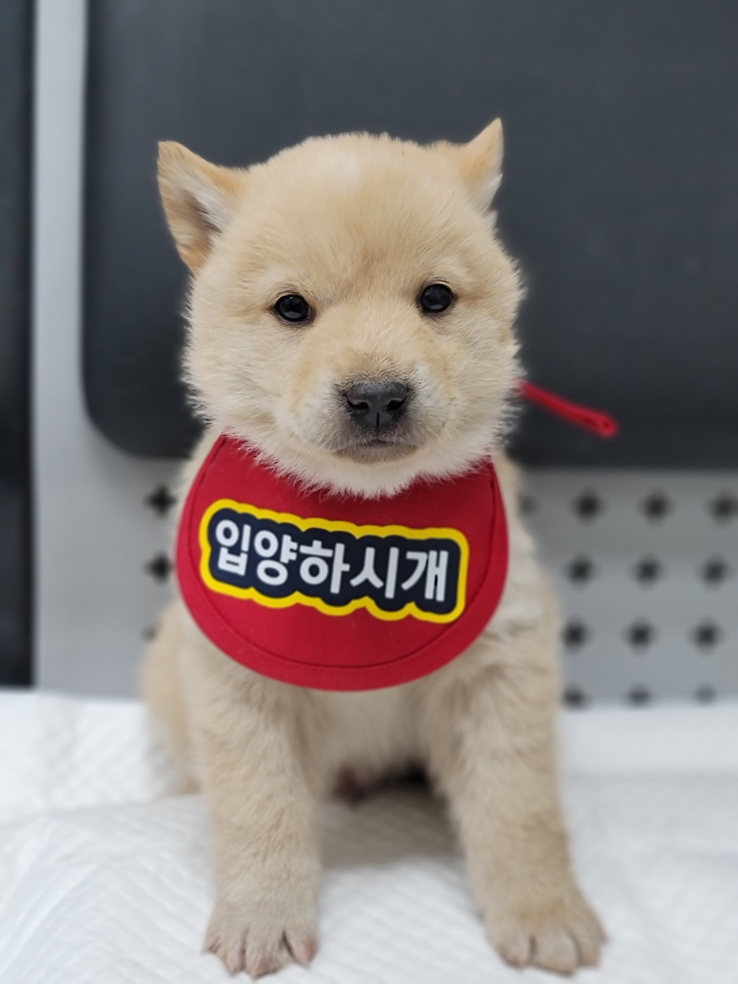 믹스견 이미지 파일 입니다.