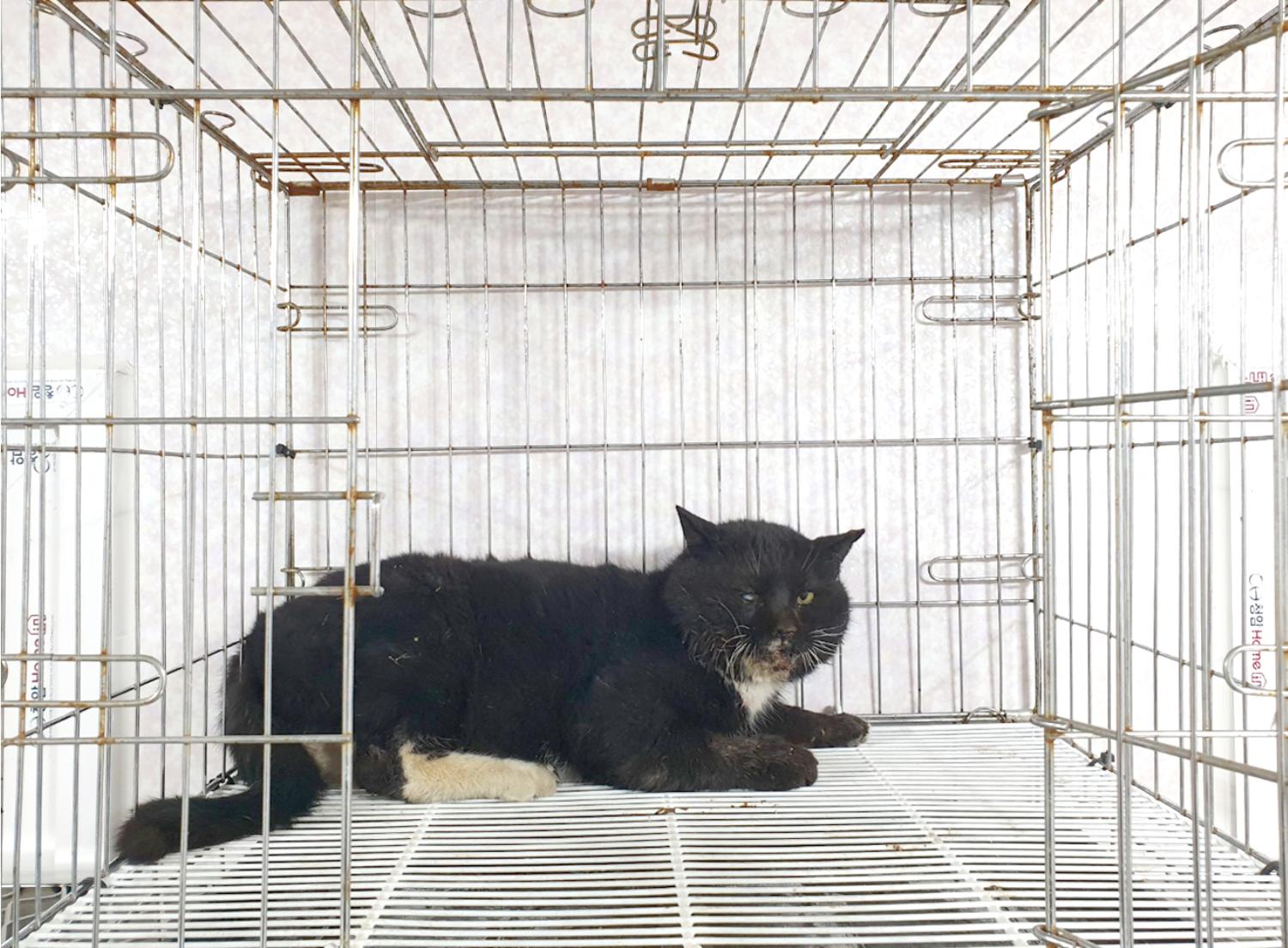한국 고양이 이미지 파일 입니다.
