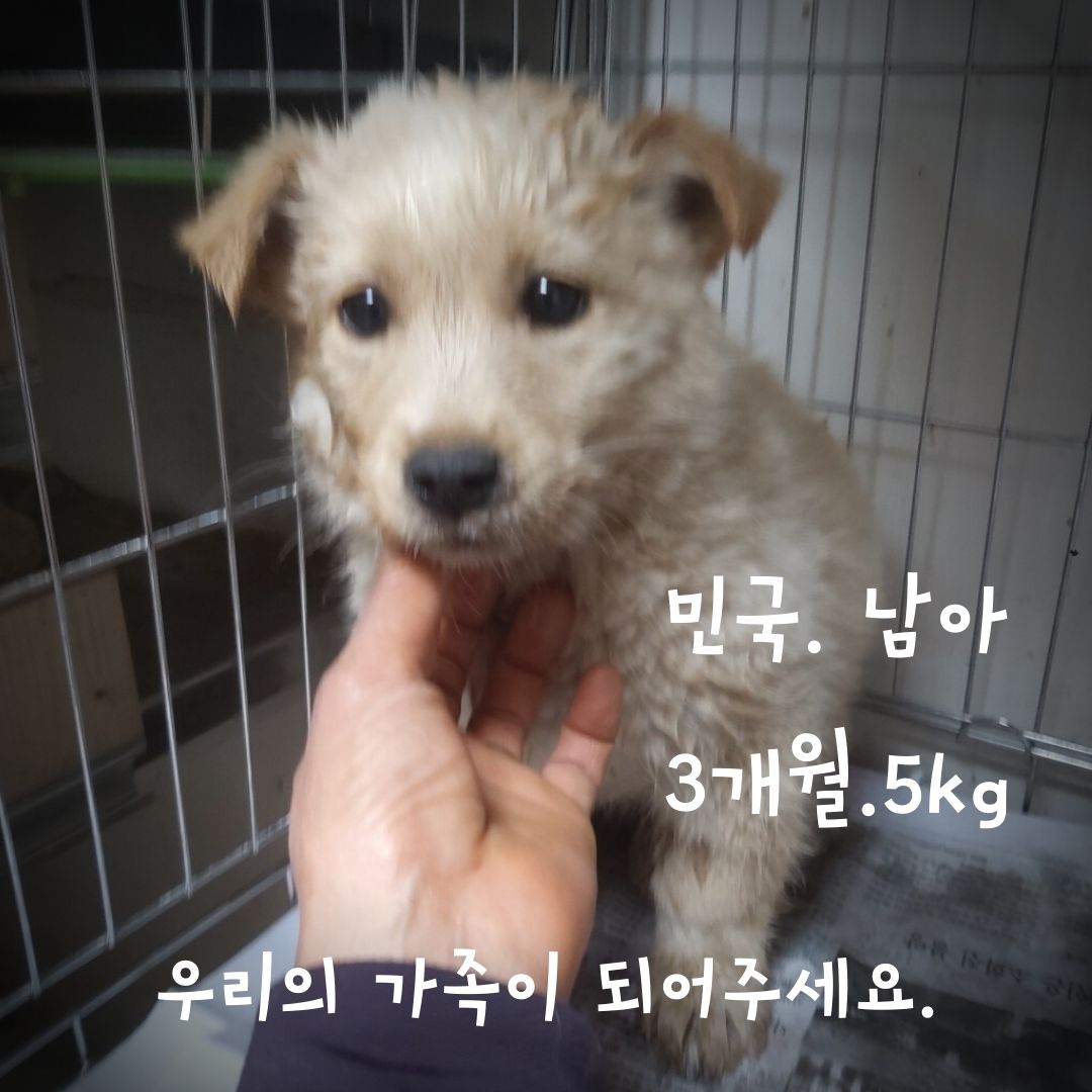 믹스견 이미지 파일 입니다.