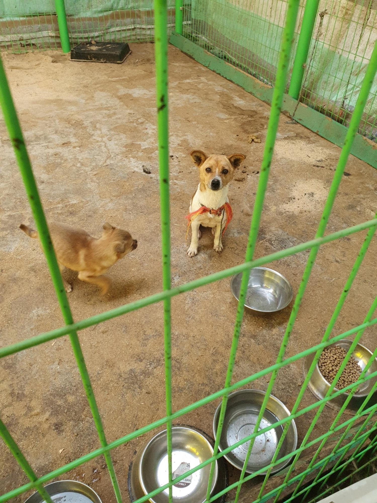 믹스견 이미지 파일 입니다.