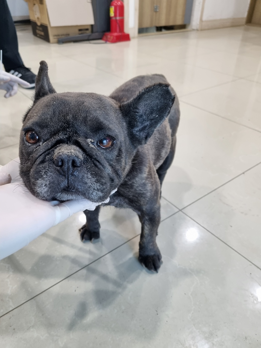 프렌치 불독 이미지 파일 입니다.