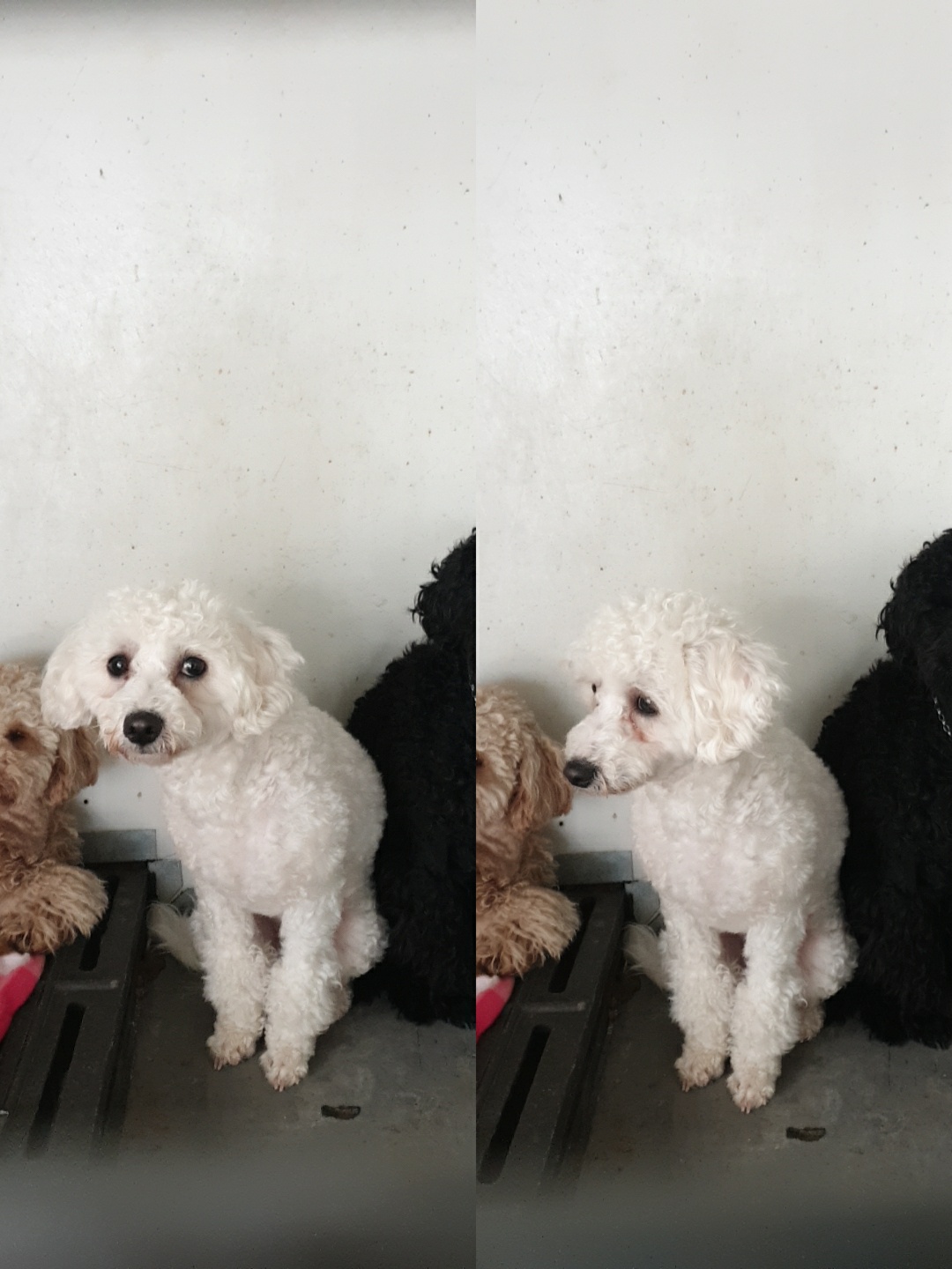 푸들 이미지 파일 입니다.