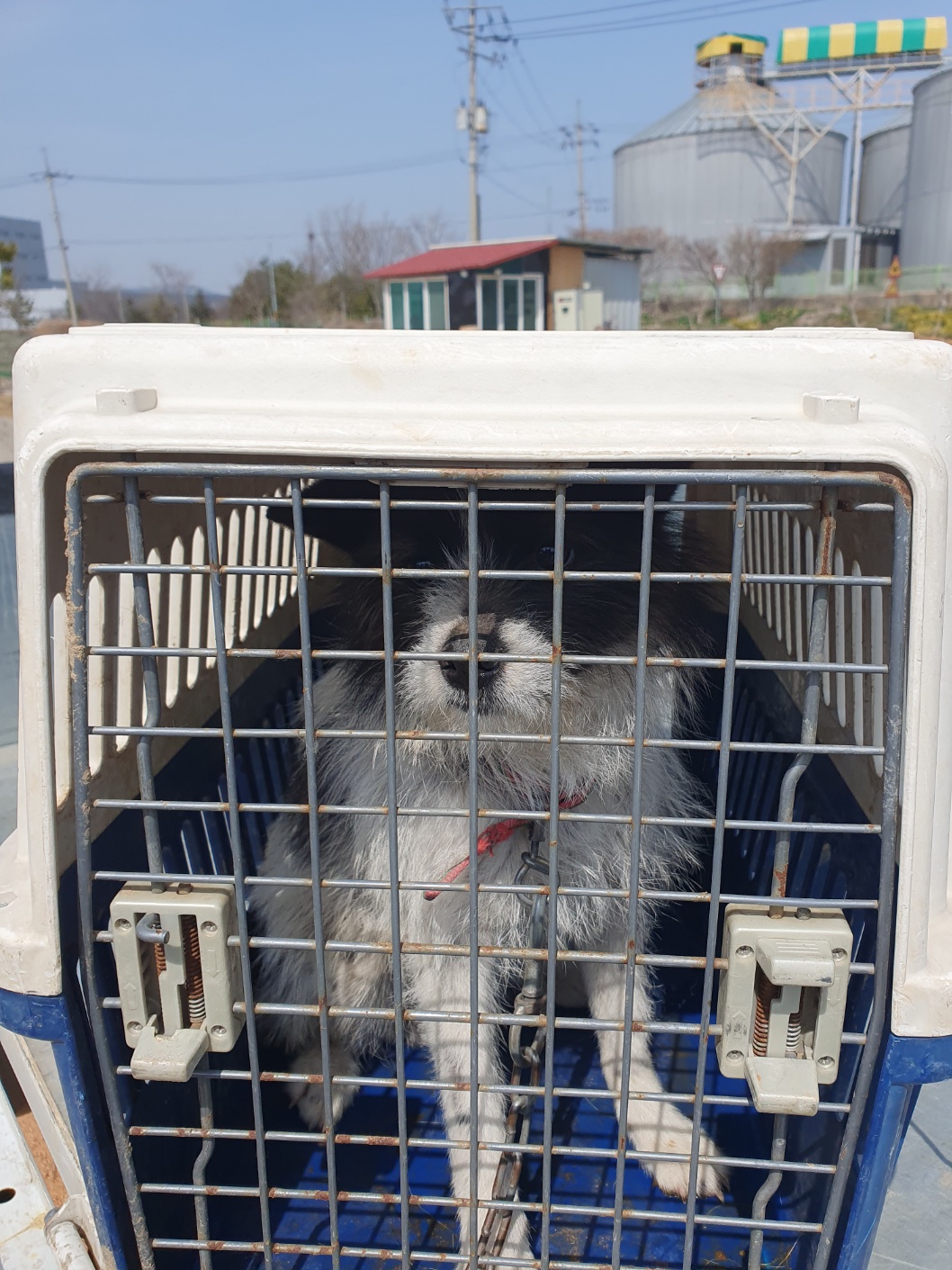 믹스견 이미지 파일 입니다.
