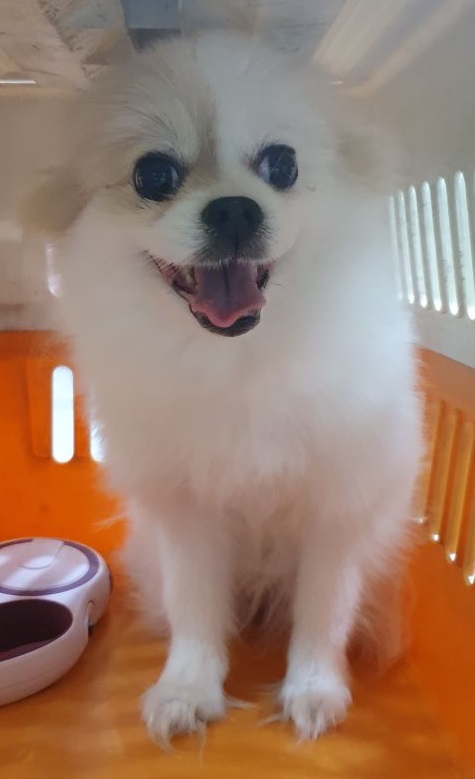 포메라니안 이미지 파일 입니다.
