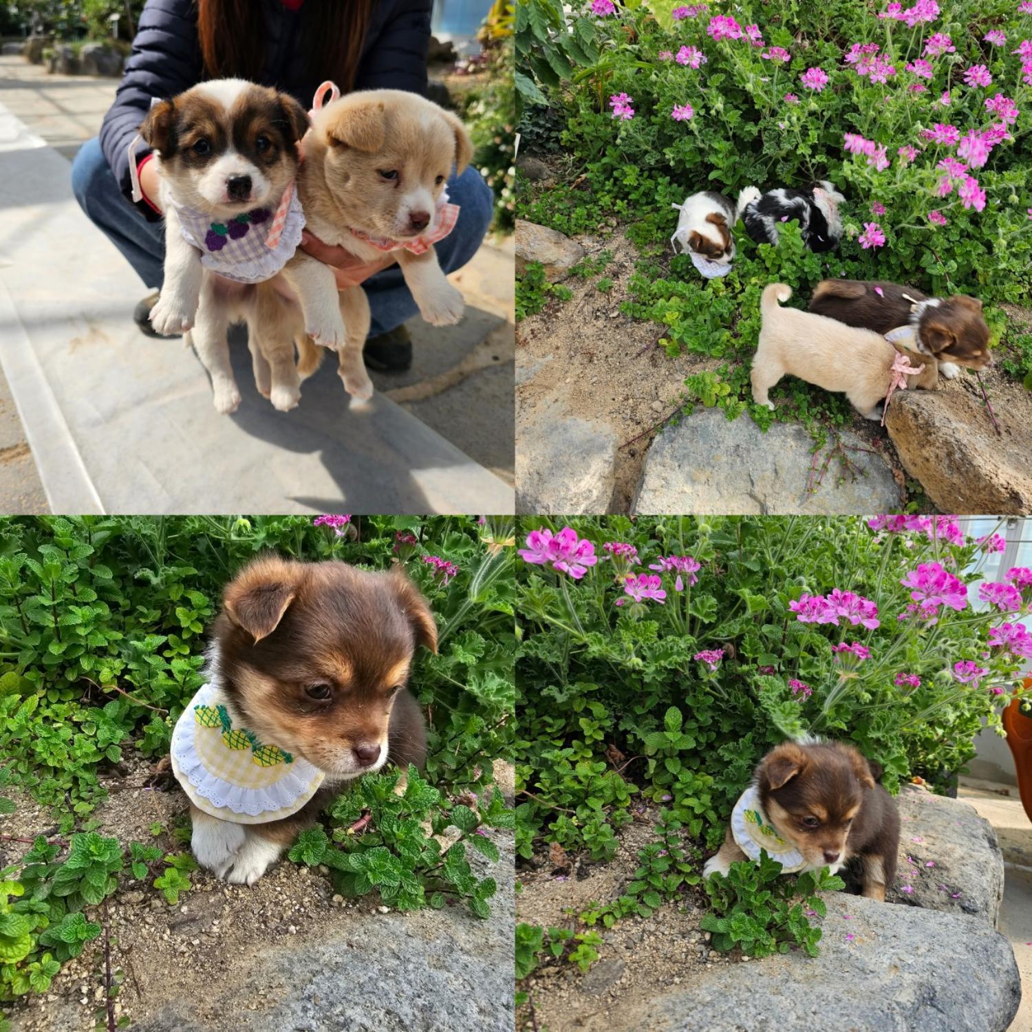 믹스견 이미지 파일 입니다.