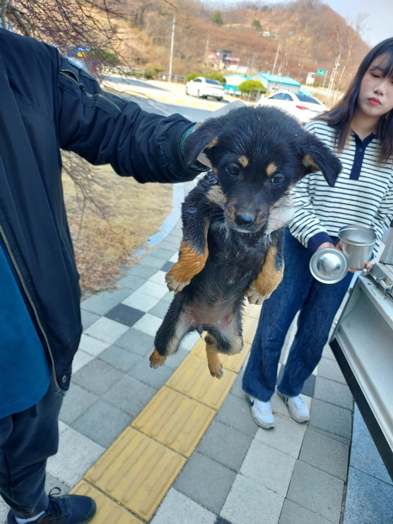 믹스견 이미지 파일 입니다.