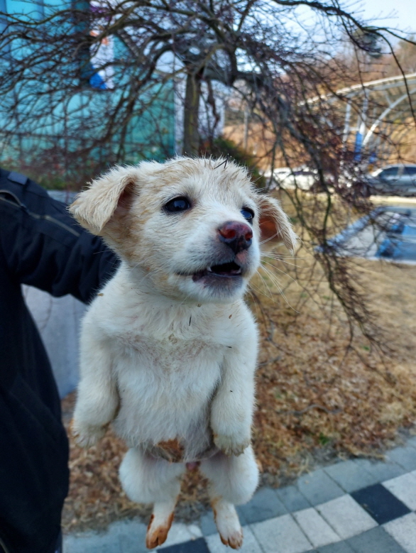 믹스견 이미지 파일 입니다.