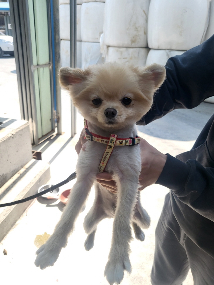 포메라니안 이미지 파일 입니다.