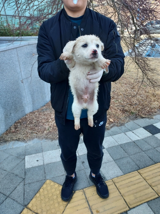 믹스견 이미지 파일 입니다.