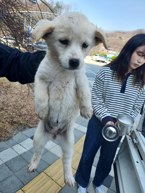 믹스견 이미지 파일 입니다.