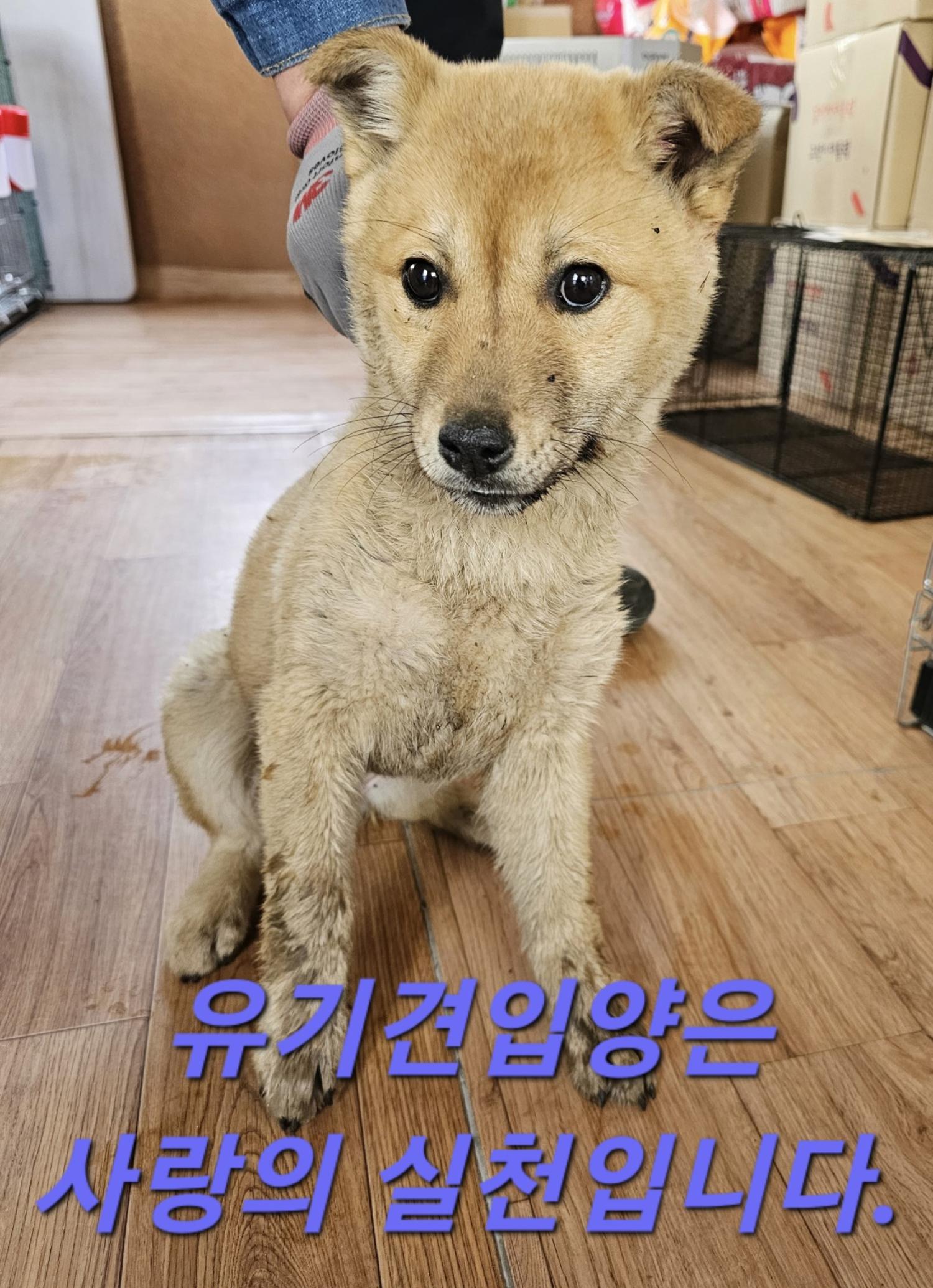 믹스견 이미지 파일 입니다.