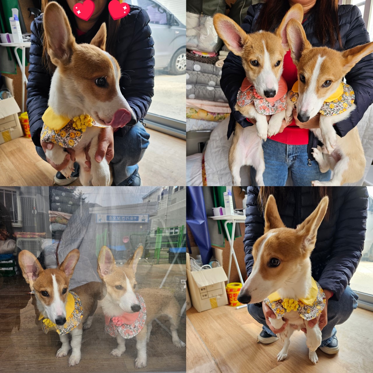웰시 코기 펨브로크 이미지 파일 입니다.