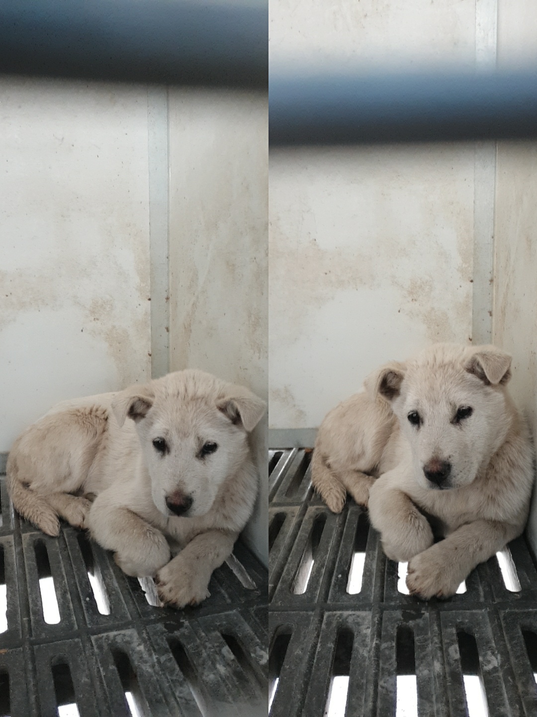 믹스견 이미지 파일 입니다.
