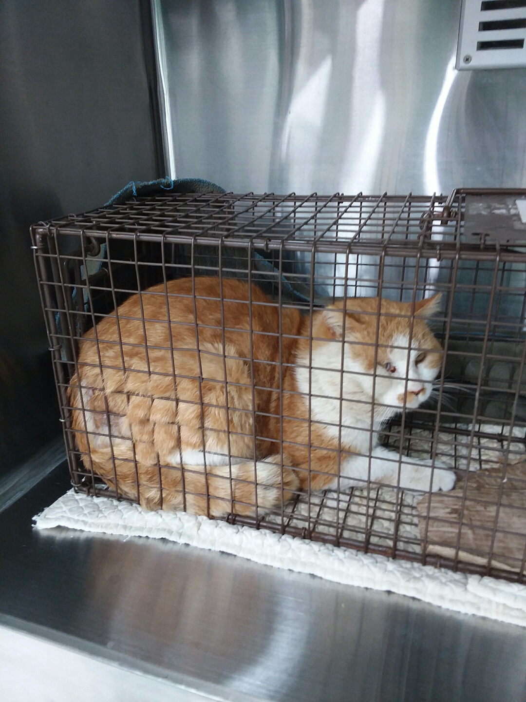 한국 고양이 이미지 파일 입니다.