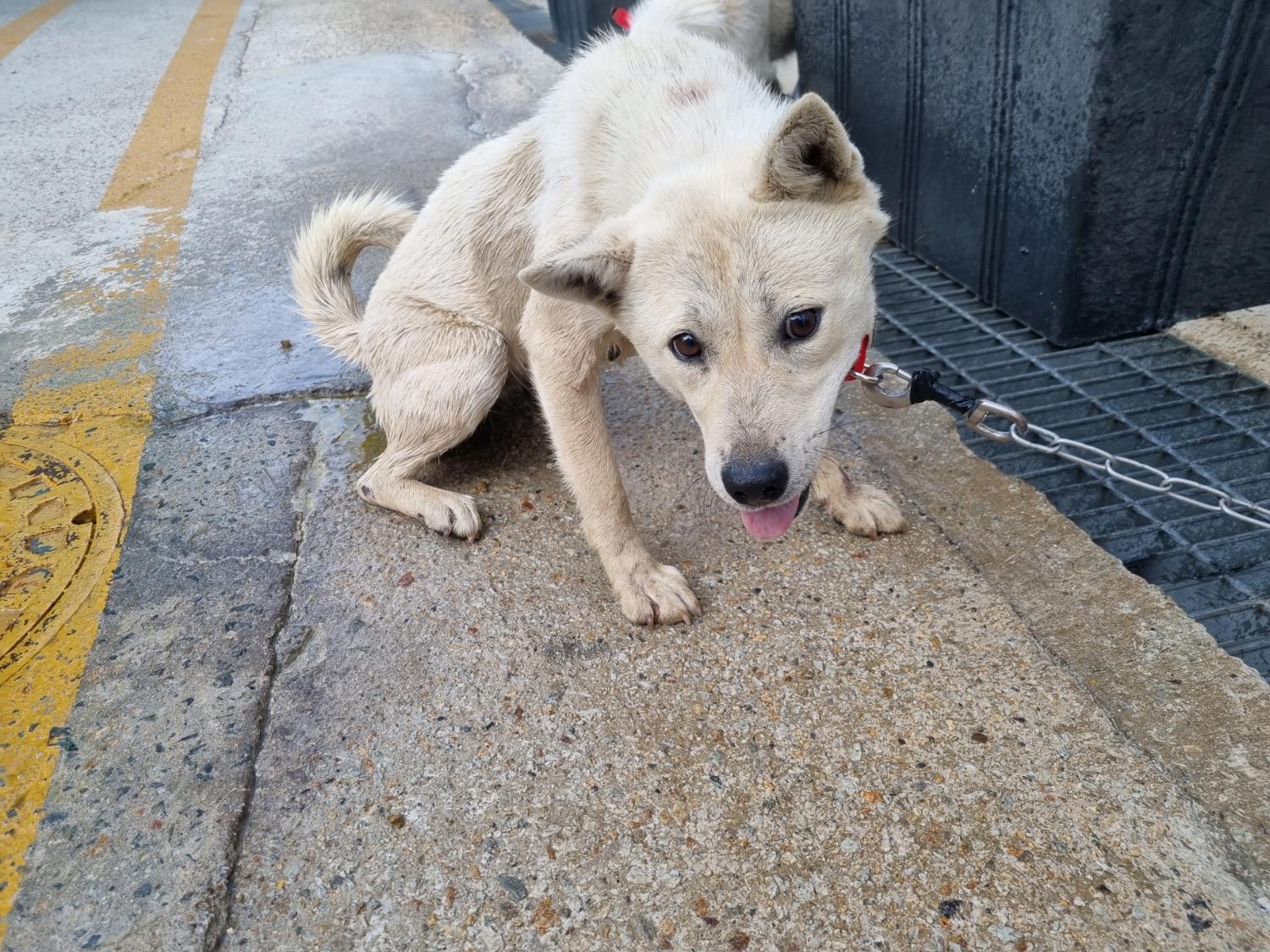 믹스견 이미지 파일 입니다.