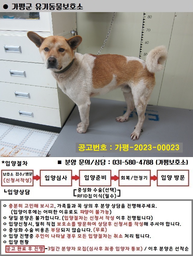 믹스견 이미지 파일 입니다.