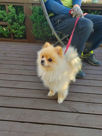 포메라니안 이미지 파일 입니다.