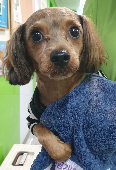 요크셔 테리어 이미지 파일 입니다.